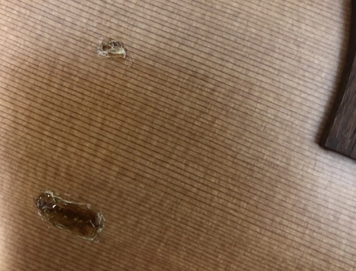 Godin A12 12-String Electric/Acoustic 2